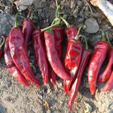 千金红辣椒出成好冻干打粉出口欢迎各位厂商联系