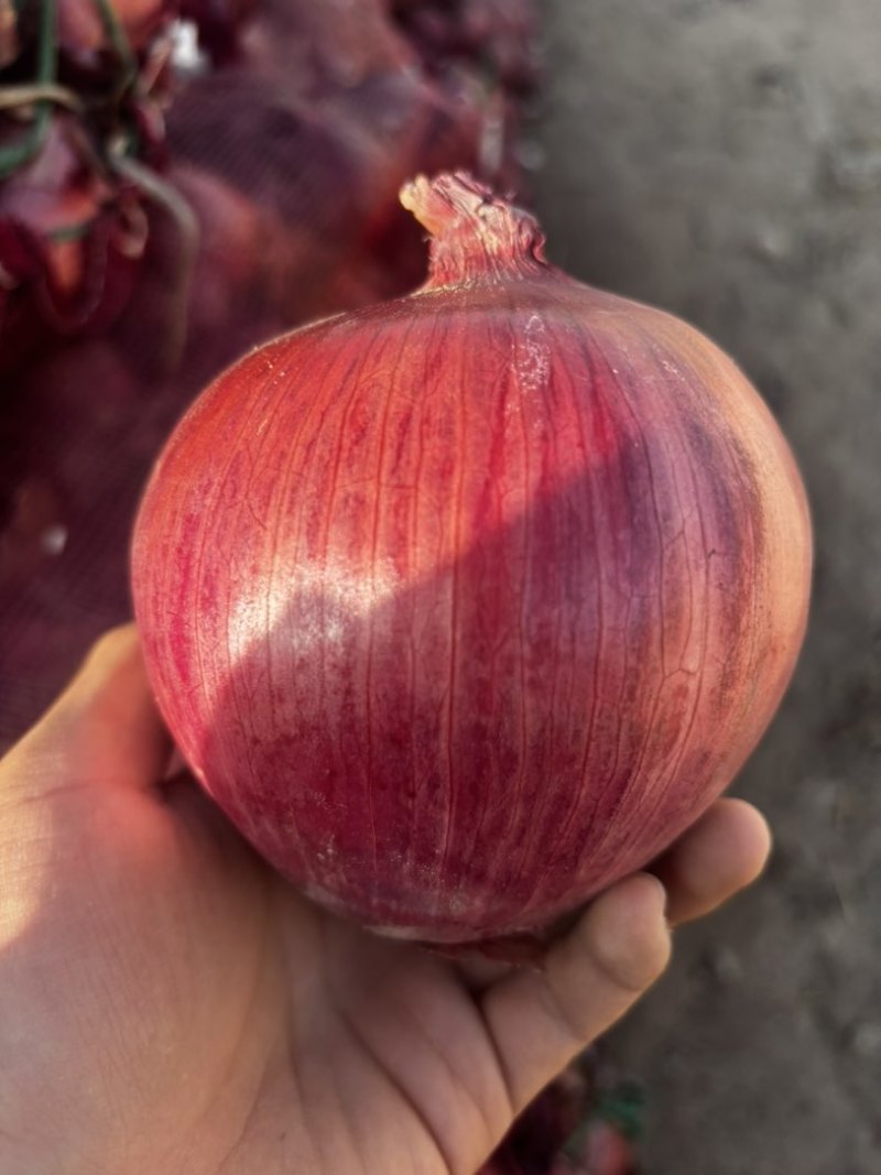 精品红洋葱欢迎大家来商谈🙏🙏🙏🙏🙏🙏🙏