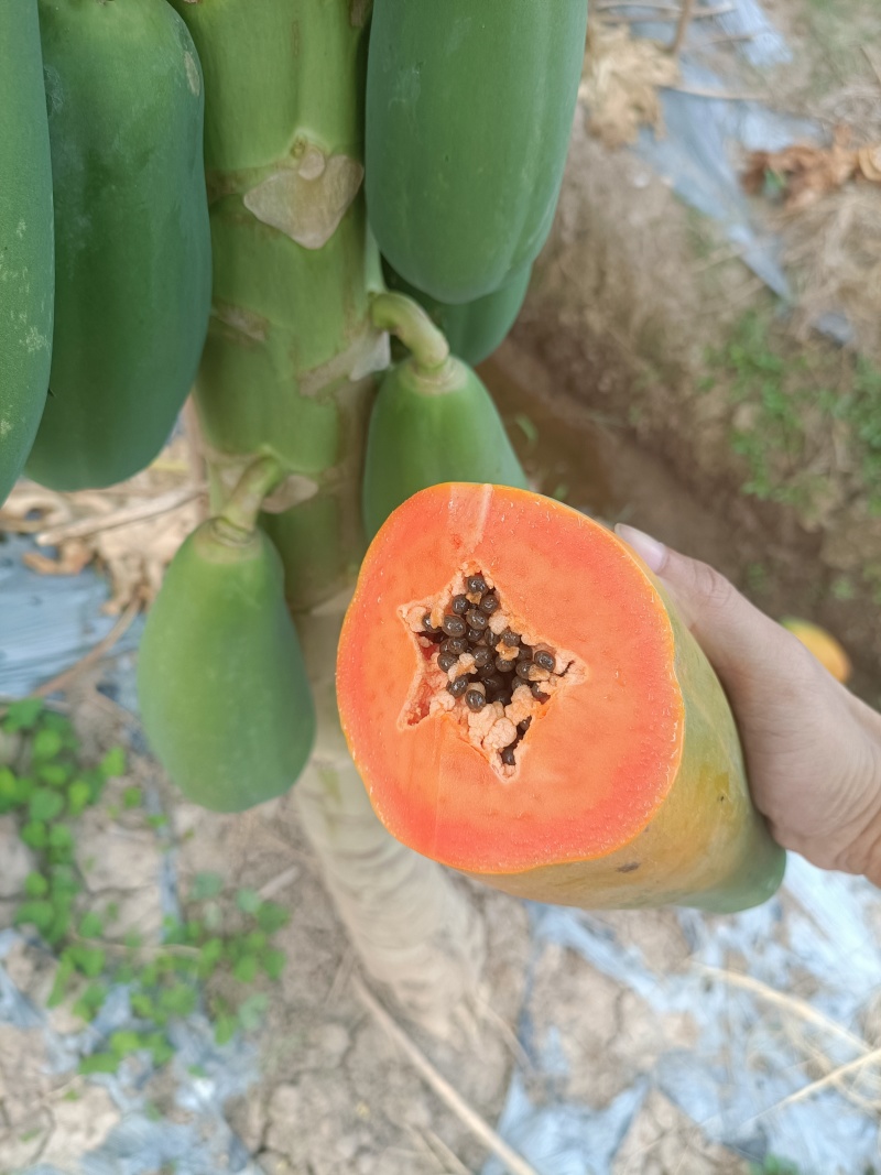 水果木瓜糖心红水果木瓜