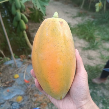 水果木瓜糖心红水果木瓜