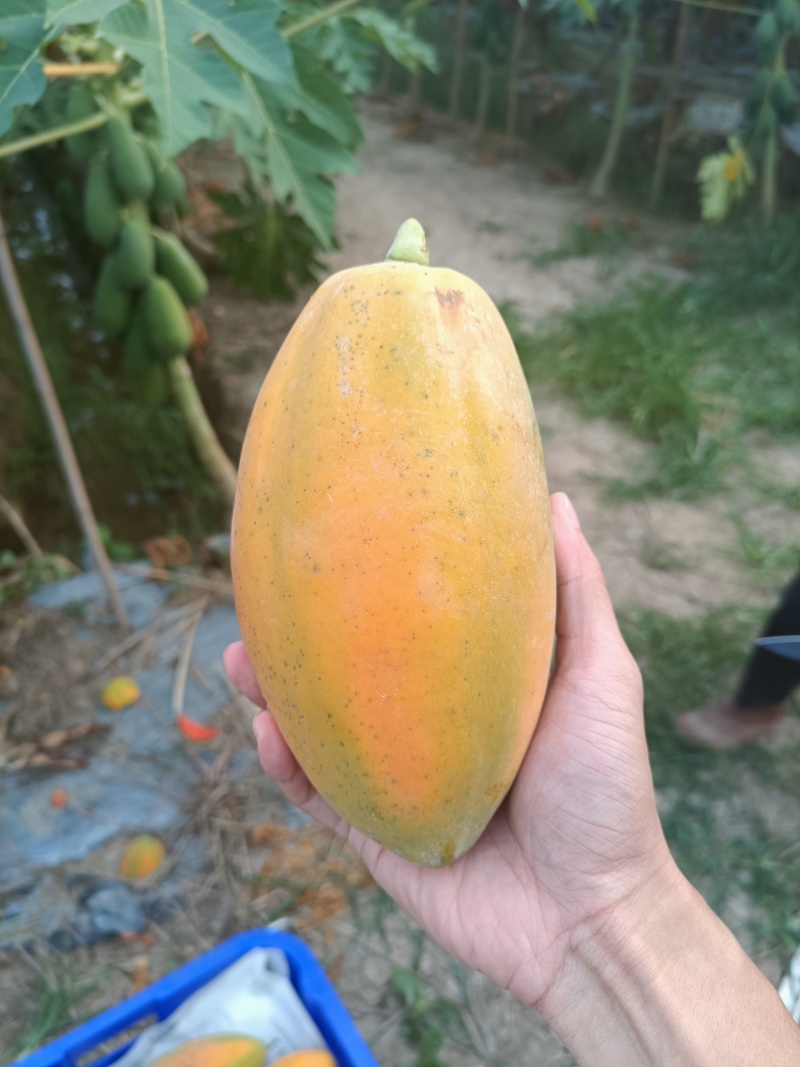 水果木瓜糖心红水果木瓜