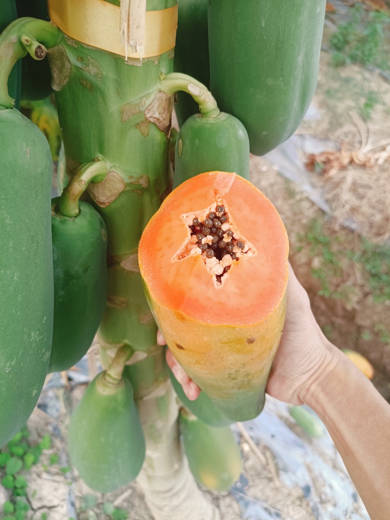水果木瓜糖心红水果木瓜