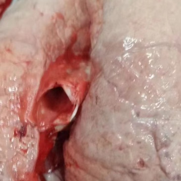 食品级猪肺