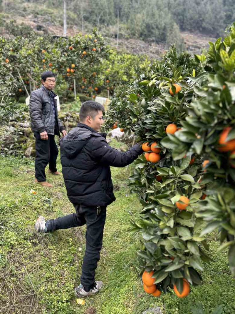 湖南湘西纽荷尔脐橙预定开始喽，欢迎各地老板前来洽谈咨询