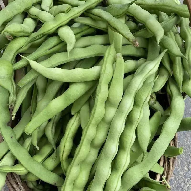 云南长子豆