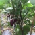 新鲜紫皮茄子当季蔬菜农家自种露天蔬菜黑紫色长线鲜茄子