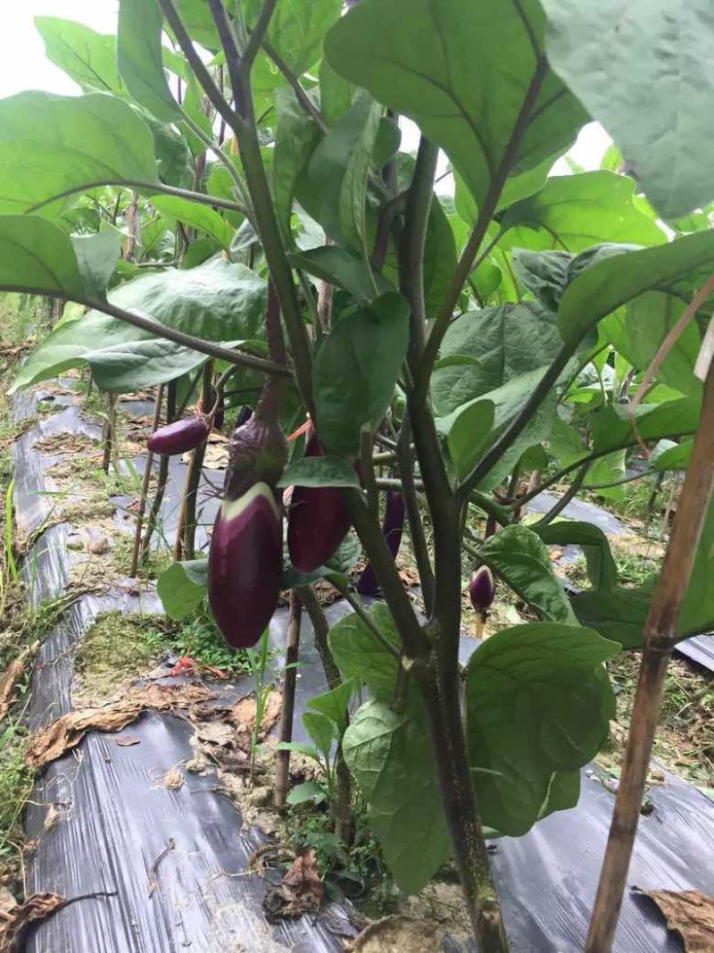 新鲜紫皮茄子当季蔬菜农家自种露天蔬菜黑紫色长线鲜茄子