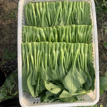 菜心