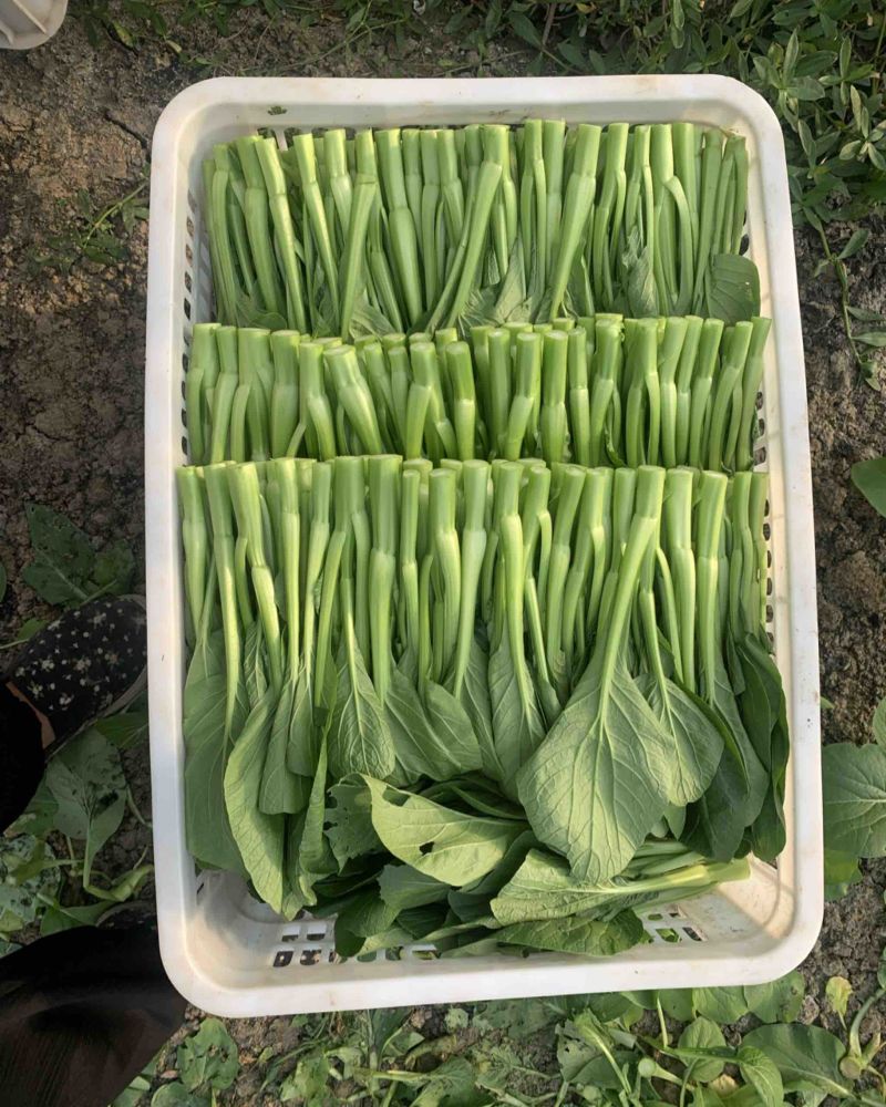 菜心