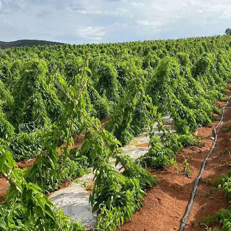 云南糯米山药批发价