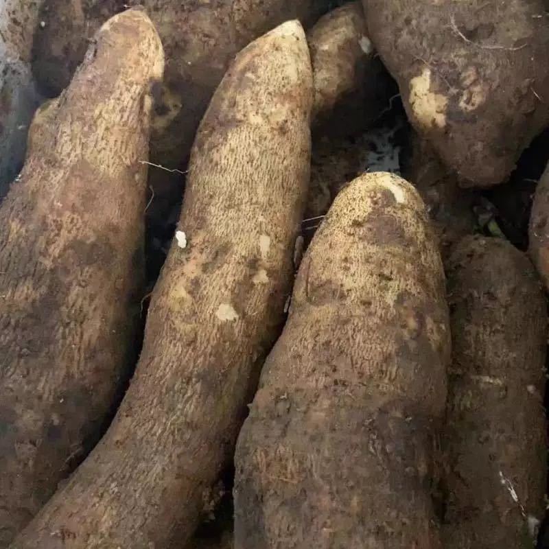 云南糯米山药批发价
