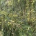 玻璃油甘橄榄