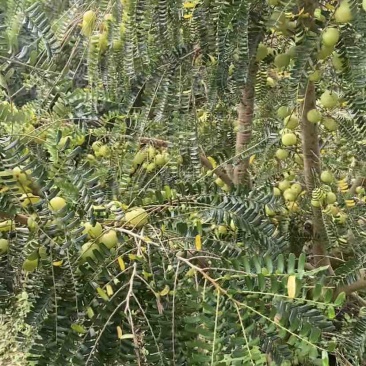 玻璃油甘橄榄
