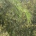 玻璃油甘橄榄