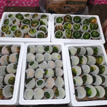 盘锦主产区特产碱地柿子草莓柿子铁皮柿子番茄