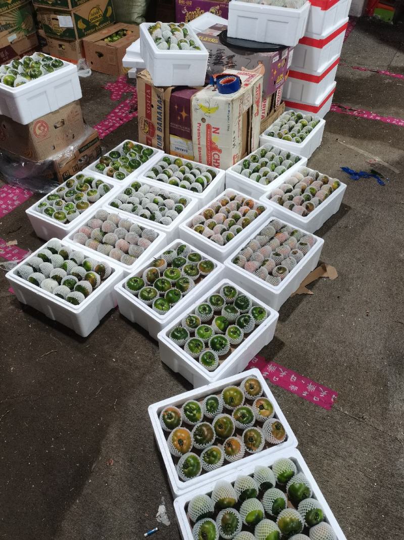 盘锦主产区特产碱地柿子草莓柿子铁皮柿子番茄