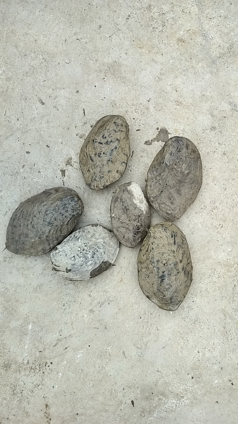 麻蚌壳