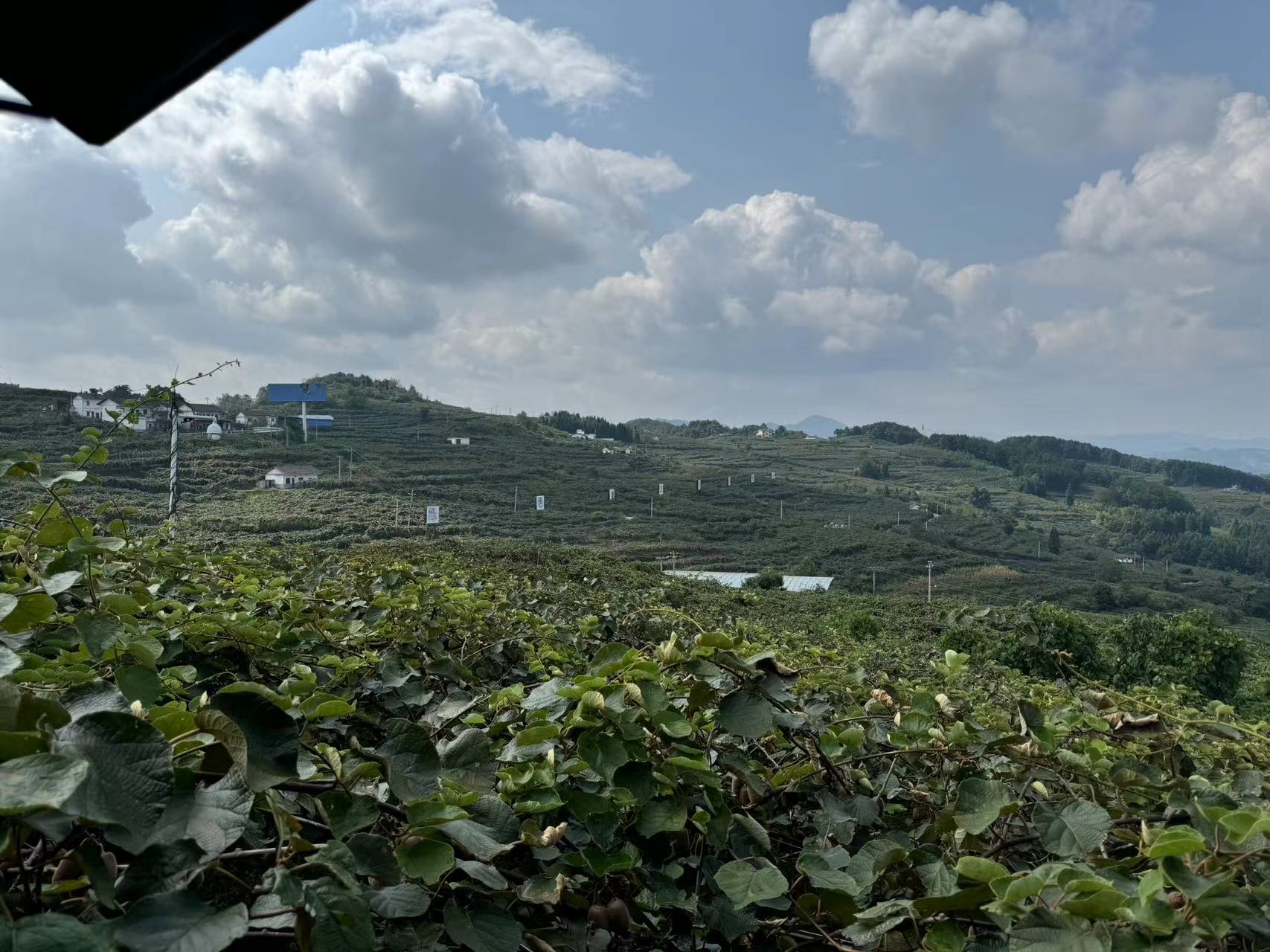 无人机航拍视角下的怀化山区猕猴桃种植园,连片的藤架整齐排列在缓坡地形上,植株生长旺盛,叶片浓绿,部分果实已套袋防护,远处群山环绕,云雾缭绕,生态环境优良 怀化山区猕猴桃果园航拍