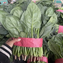 邯郸精品菠菜颜色墨绿大叶打好捆可实地看货视频看货订货满意为止