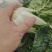 黄心菜，菊花菜基地直销，保质保量全年供货