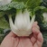 黄心菜，菊花菜基地直销，保质保量全年供货