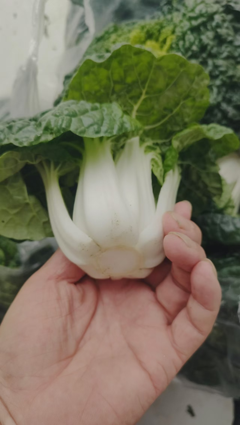 黄心菜，菊花菜基地直销，保质保量全年供货