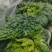黄心菜，菊花菜基地直销，保质保量全年供货