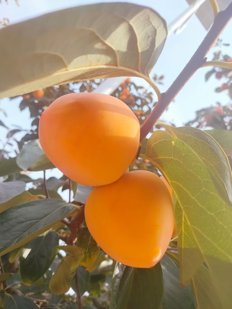 陕西富平山里柿饼