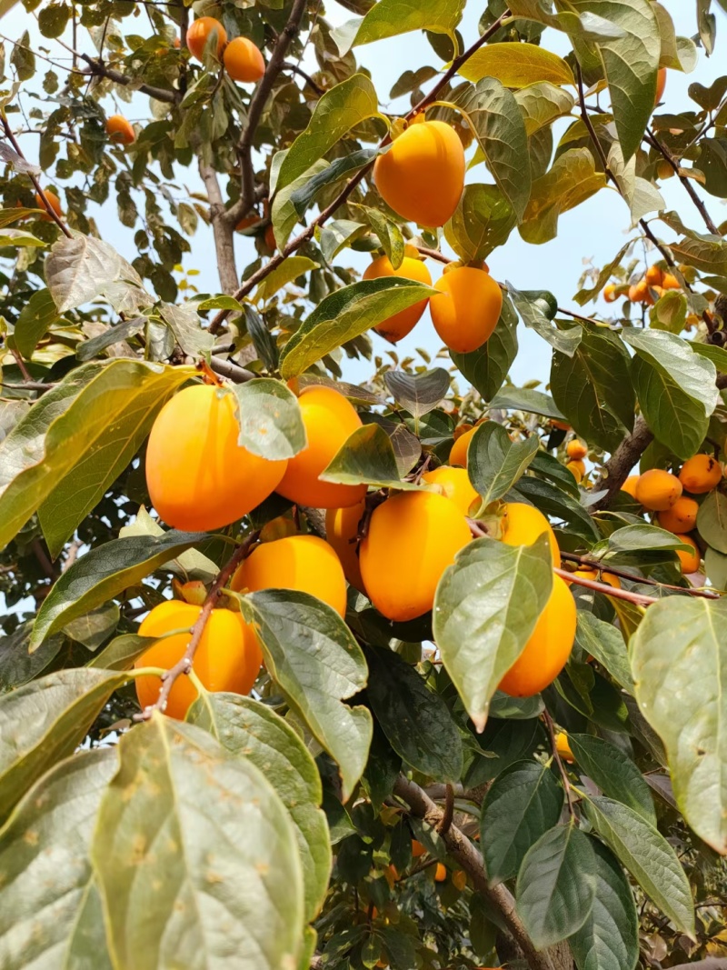 陕西富平山里柿饼