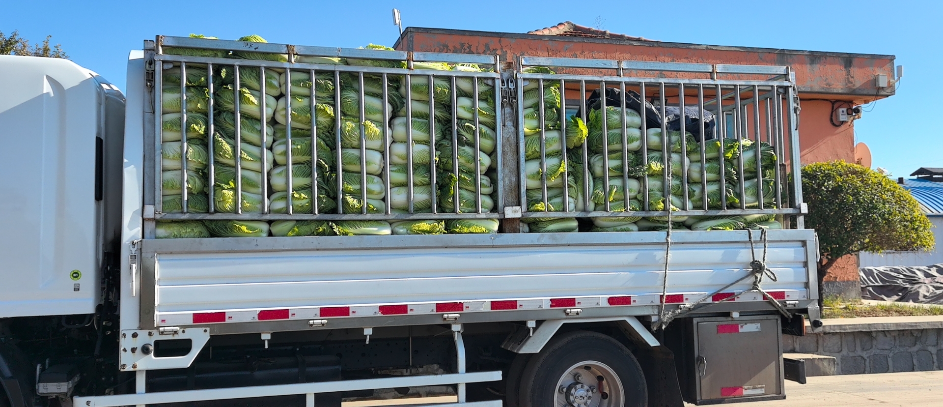 现代化冷链运输车正在装载新鲜采摘的黄心白菜,准备发往珠三角各大商超 广东黄心白菜包装运输现场