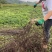 高含量何首乌苗成活率高，剪枝苗，菊花纹路何首乌