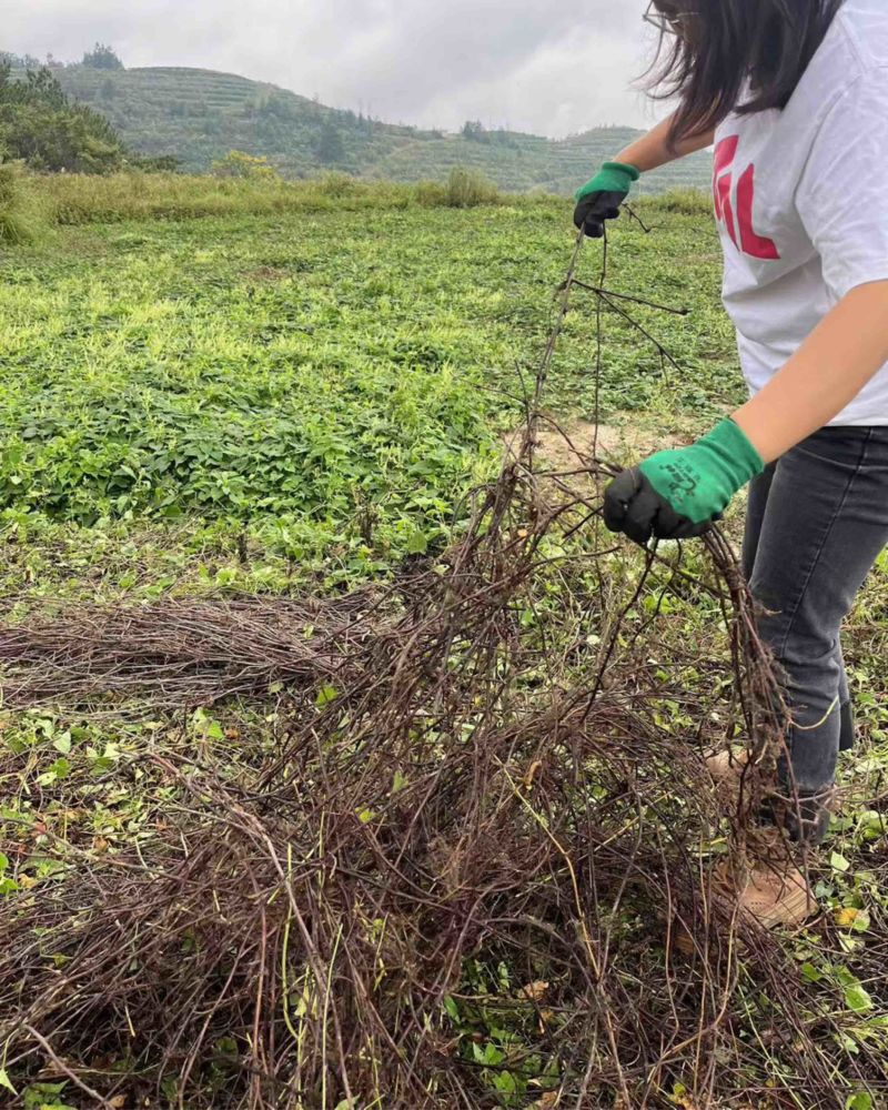 高含量何首乌苗成活率高，剪枝苗，菊花纹路何首乌