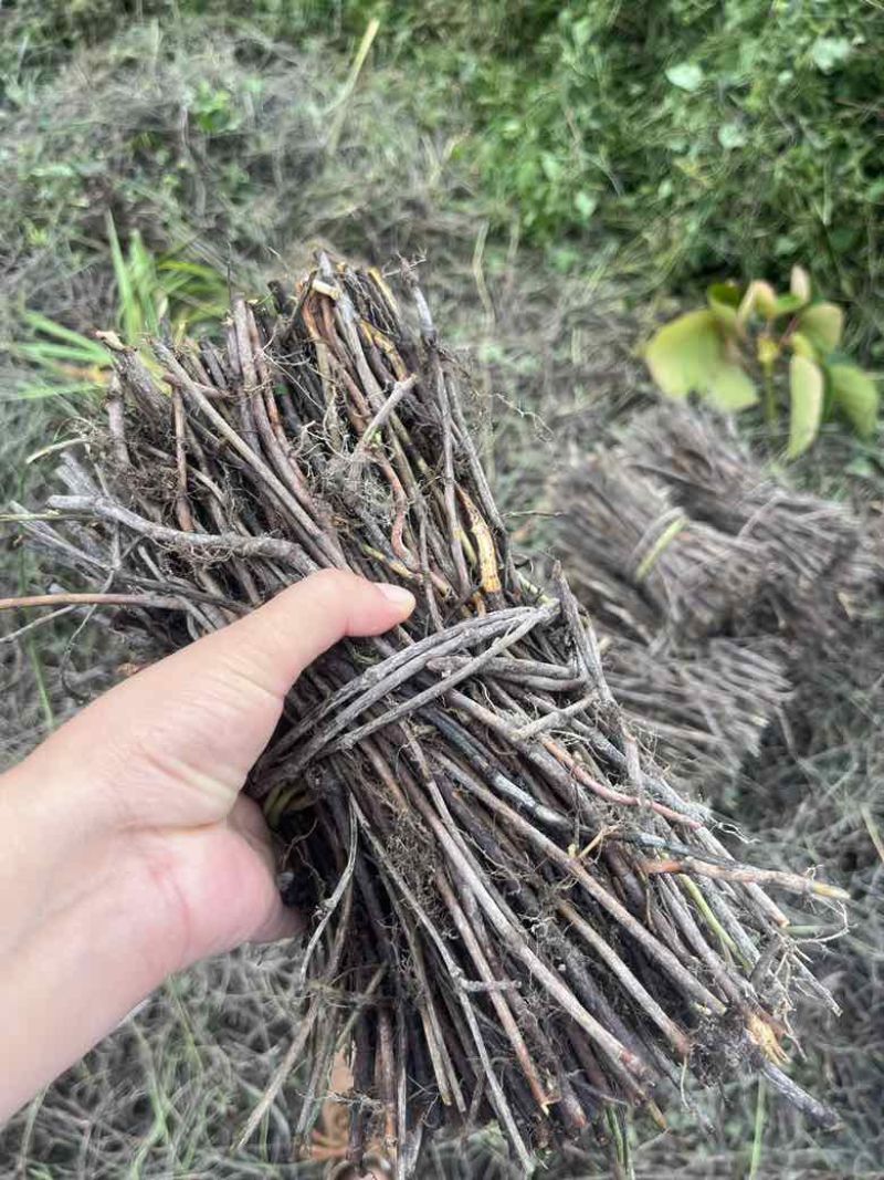 高含量何首乌苗成活率高，剪枝苗，菊花纹路何首乌