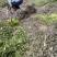 高含量何首乌苗成活率高，剪枝苗，菊花纹路何首乌