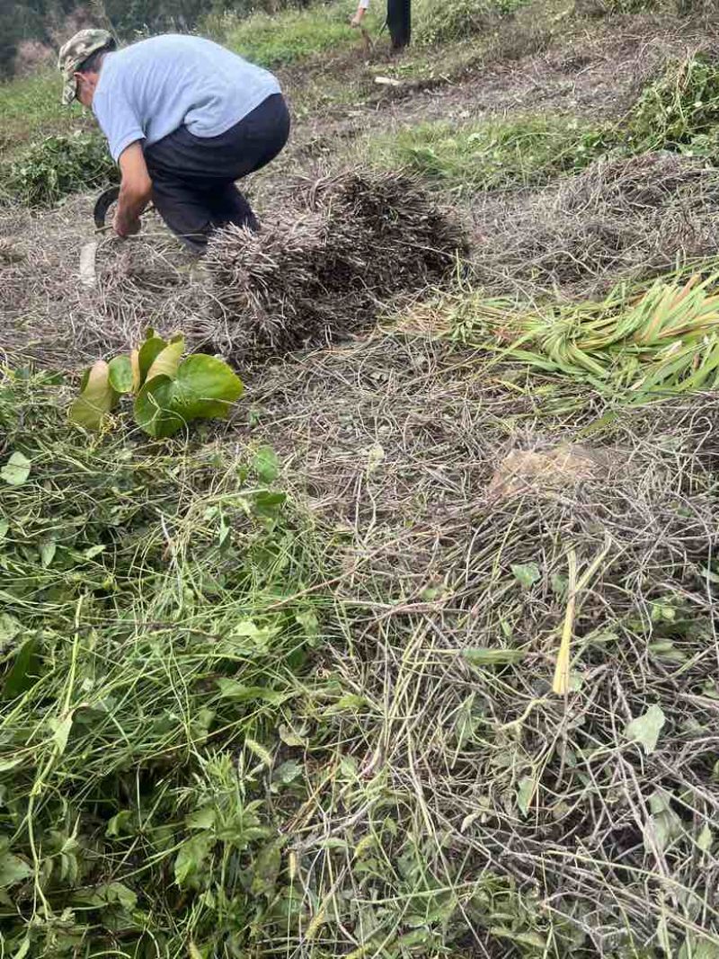 高含量何首乌苗成活率高，剪枝苗，菊花纹路何首乌