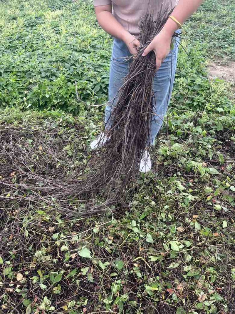 高含量何首乌苗成活率高，剪枝苗，菊花纹路何首乌