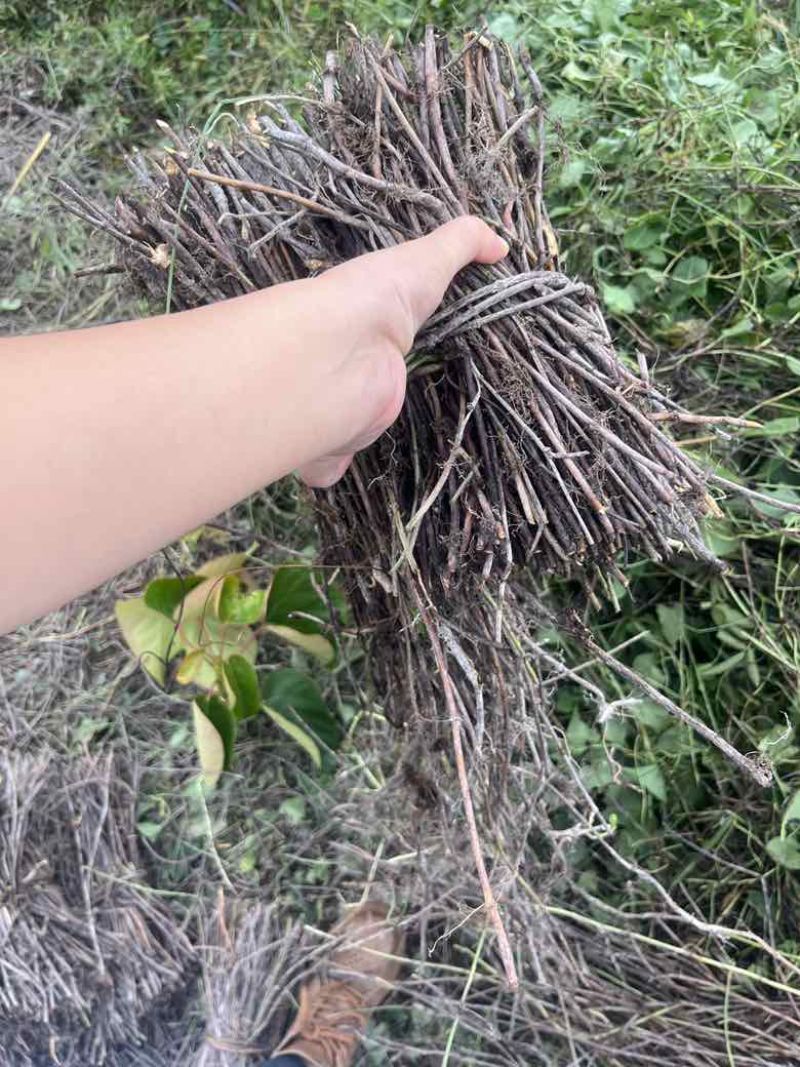 高含量何首乌苗成活率高，剪枝苗，菊花纹路何首乌