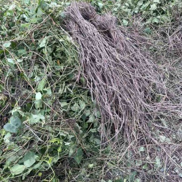 高含量何首乌苗成活率高，剪枝苗，菊花纹路何首乌
