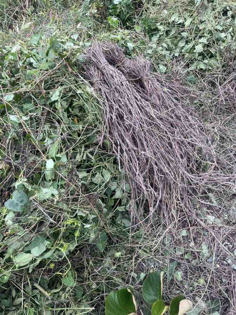 高含量何首乌苗成活率高，剪枝苗，菊花纹路何首乌