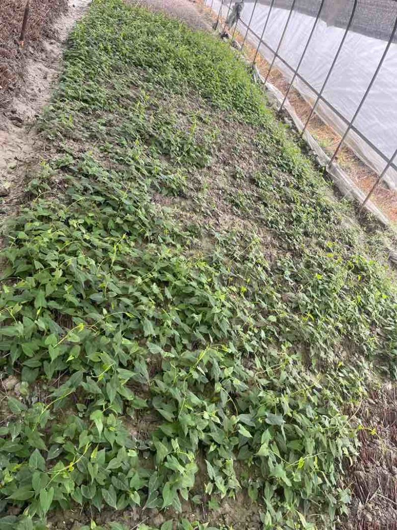 高含量何首乌苗成活率高，剪枝苗，菊花纹路何首乌