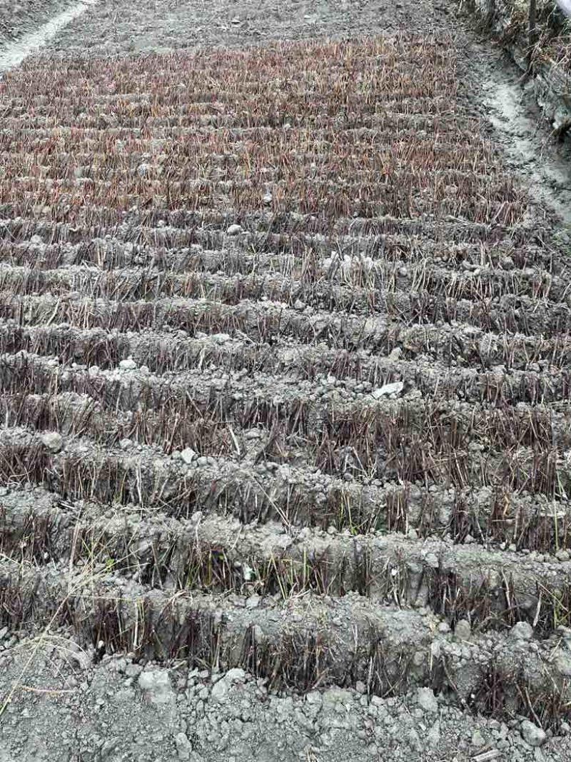 高含量何首乌苗成活率高，剪枝苗，菊花纹路何首乌