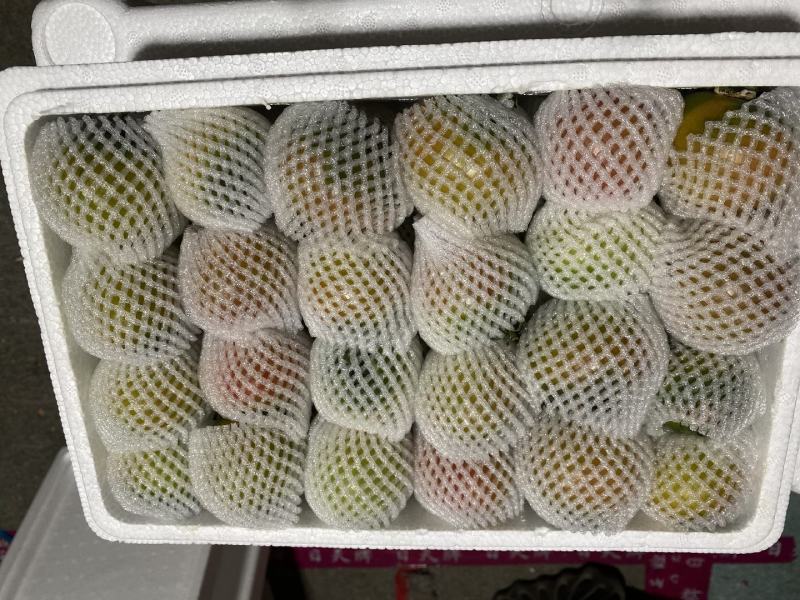 碱地柿子铁皮柿子绿腚柿子草莓柿子番茄