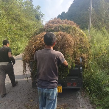 绞股蓝