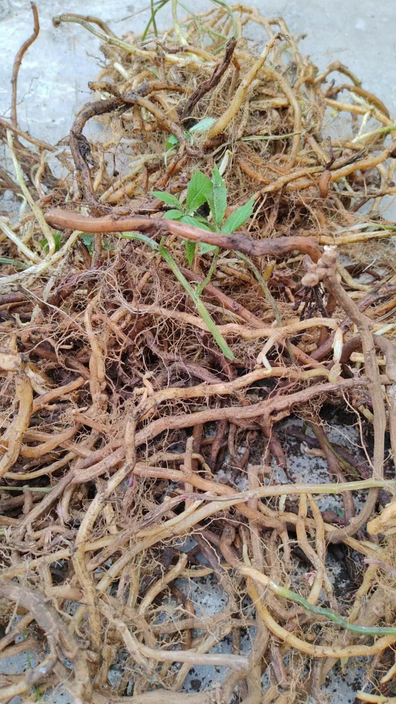 绞股蓝