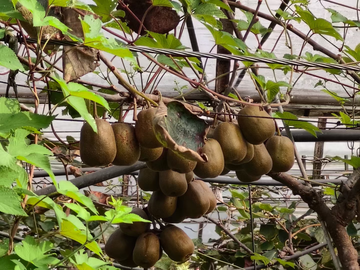 红心猕猴桃果园中果实成熟状态