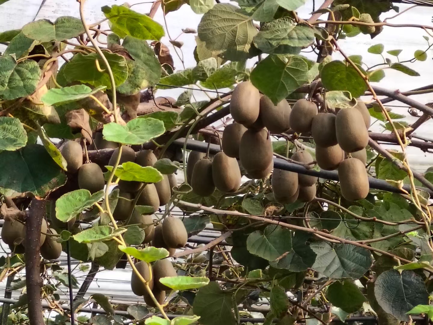 红心猕猴桃与普通猕猴桃果皮对比图