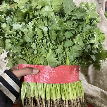 河北精品香菜打好捆叶子多杆子短干净承接批发加工社区团购