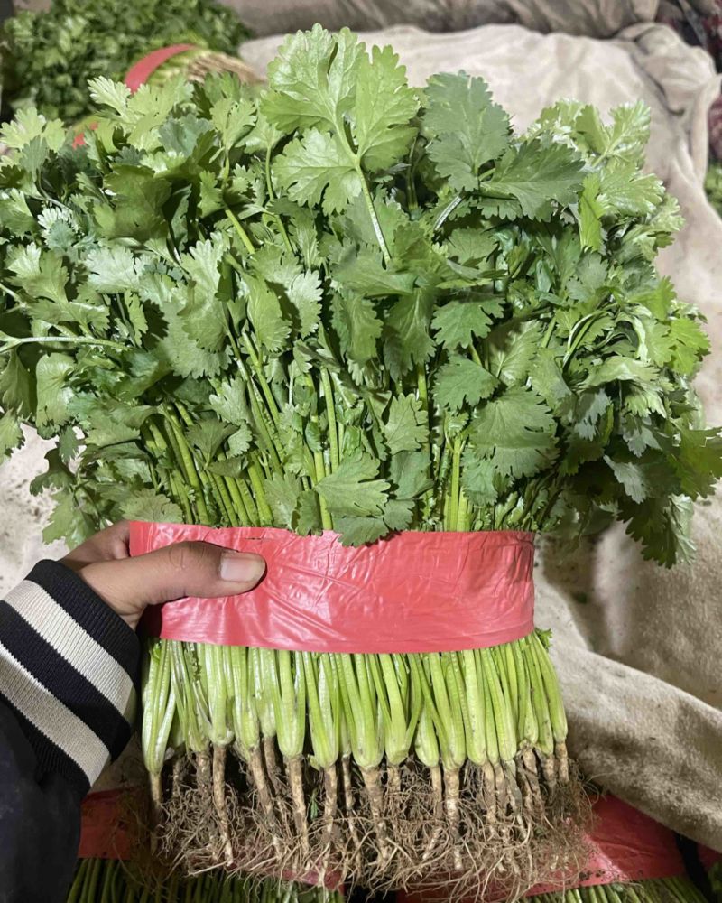 河北精品香菜打好捆叶子多杆子短干净承接批发加工社区团购