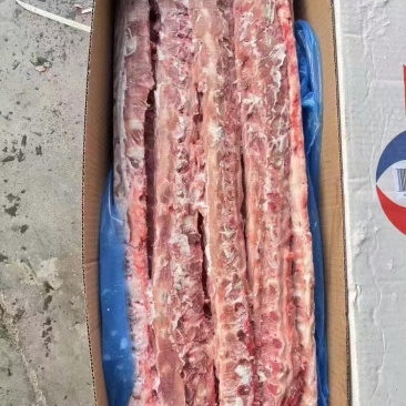 147多肉龙骨