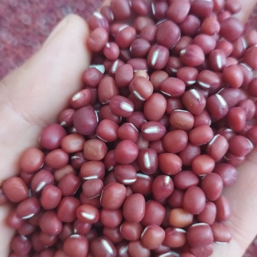 黄河滩去种植最新红小豆